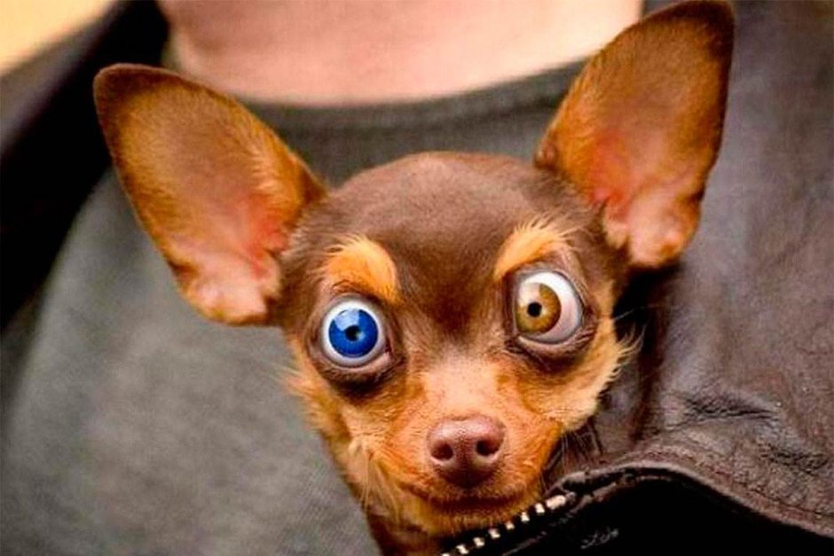Косоглазие у чихуахуа