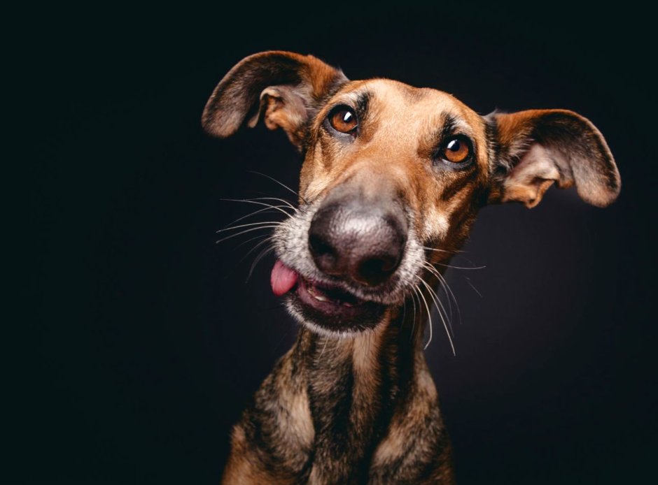 Elke Vogelsang собаки