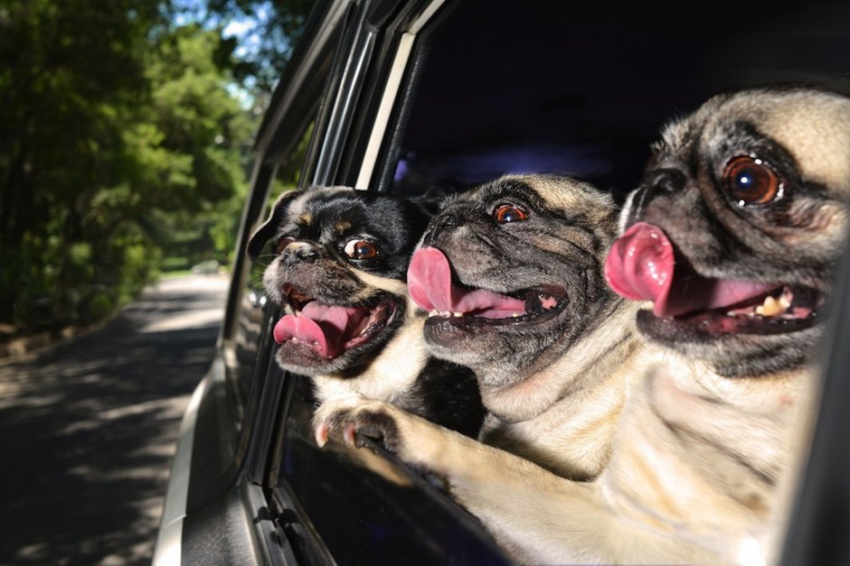 Самые смешные собаки