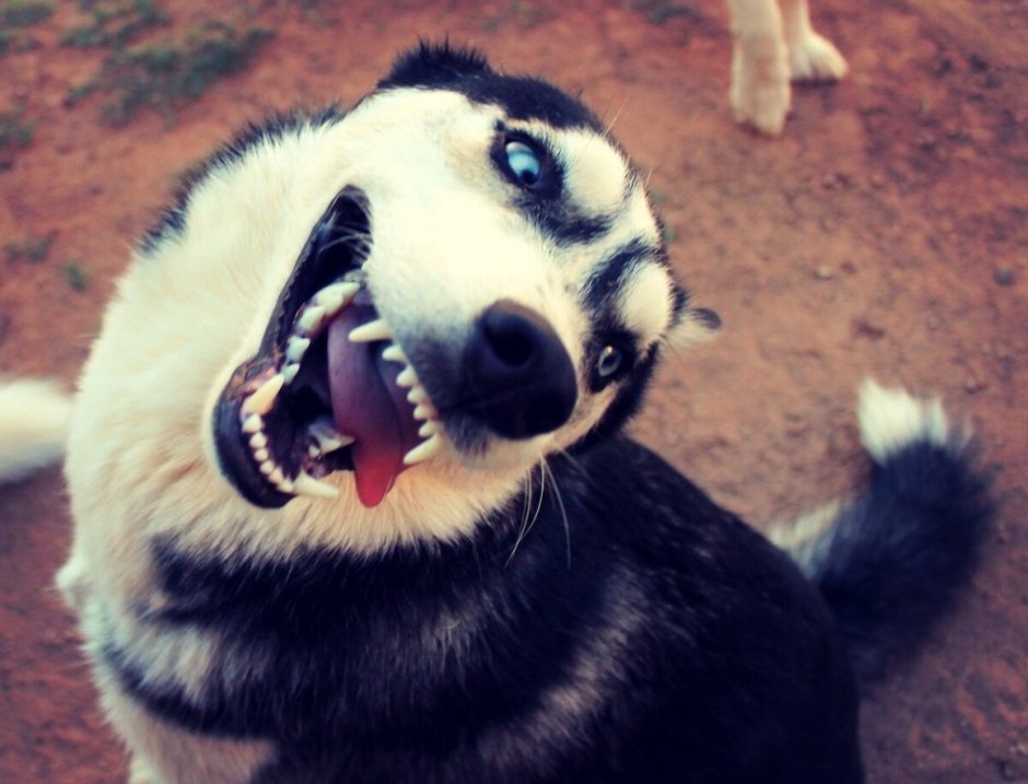 Глупый хаски