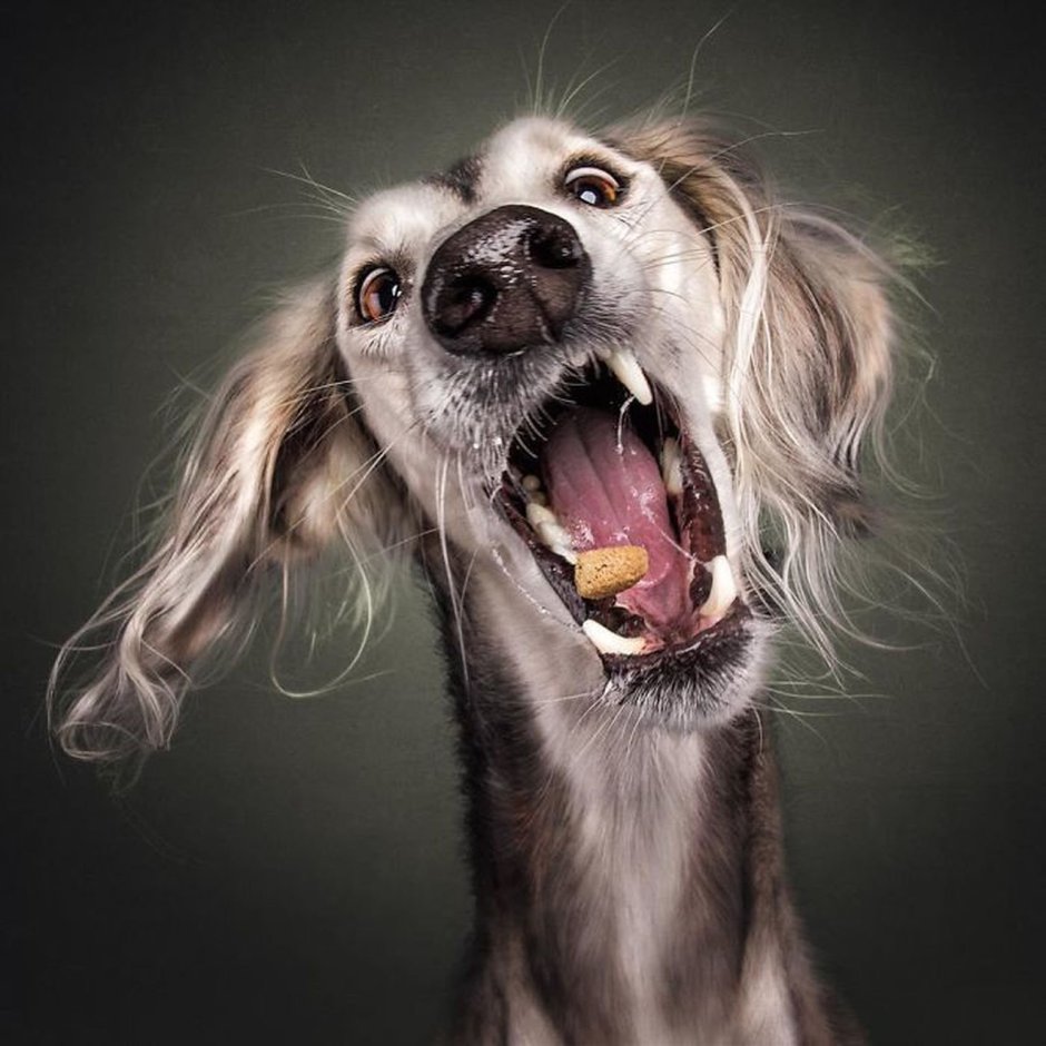 Смешная морда