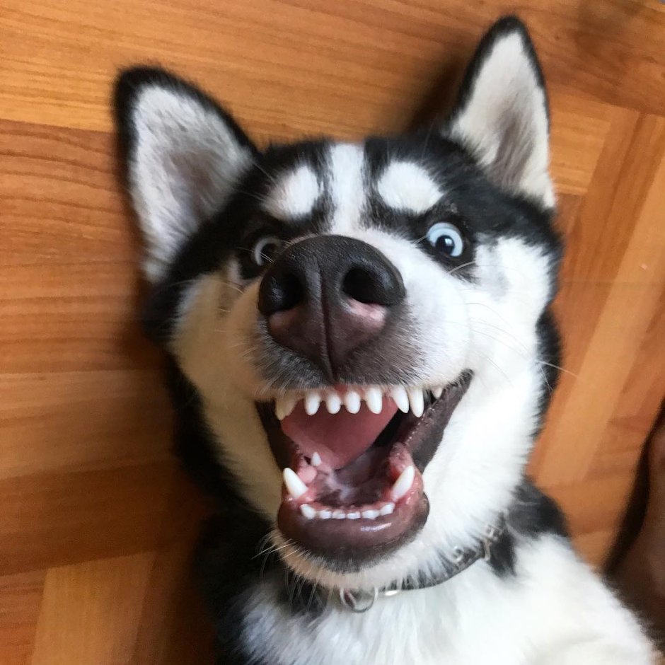 Улыбчивая хаски