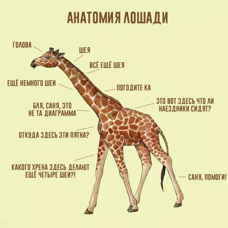 Части тела жирафа