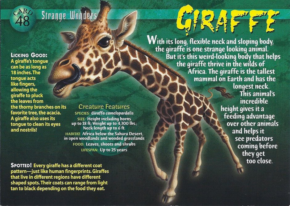 Какого размера Жираф