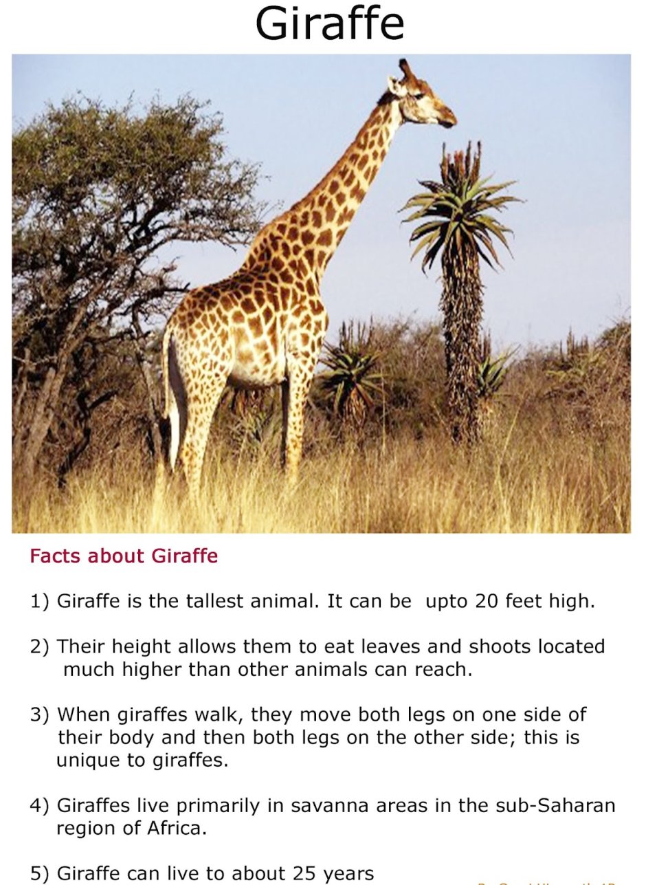 Giraffe описание на английском