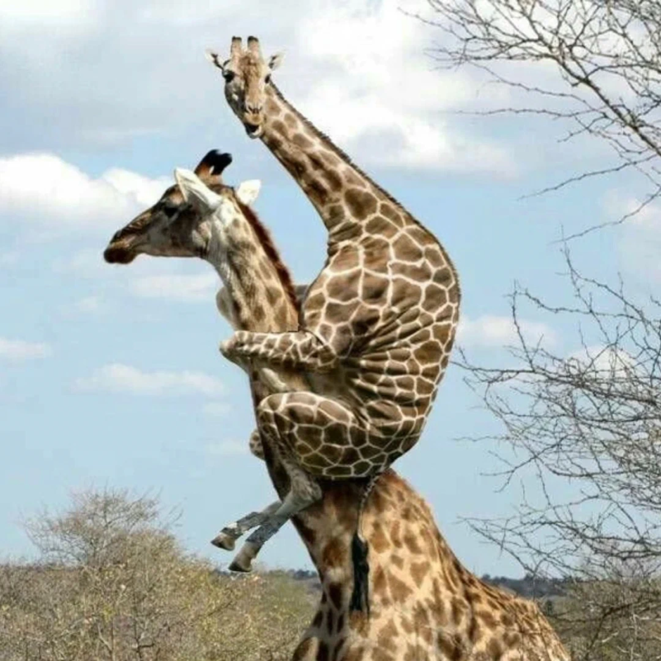 Части тела жирафа для детей