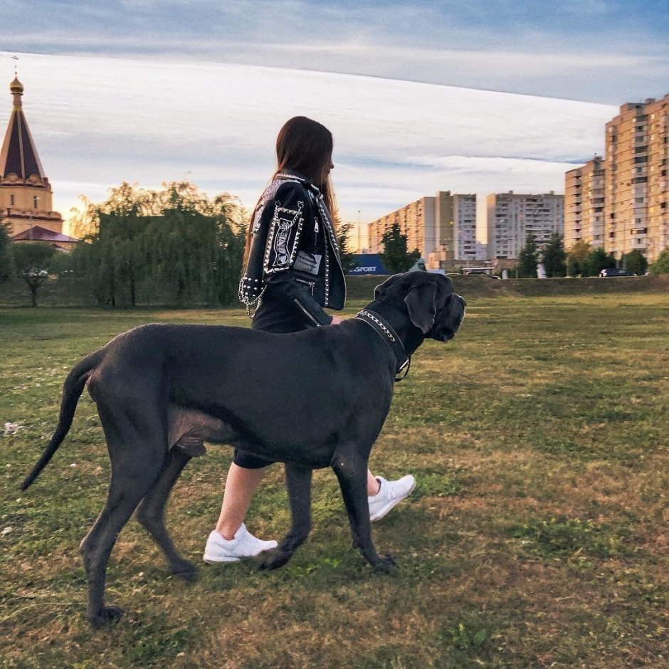 Королевский дог рядом с человеком