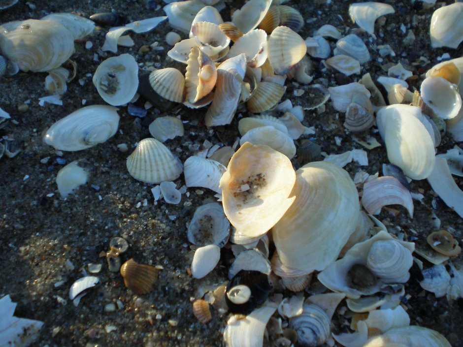 Ракушки Балтийского моря
