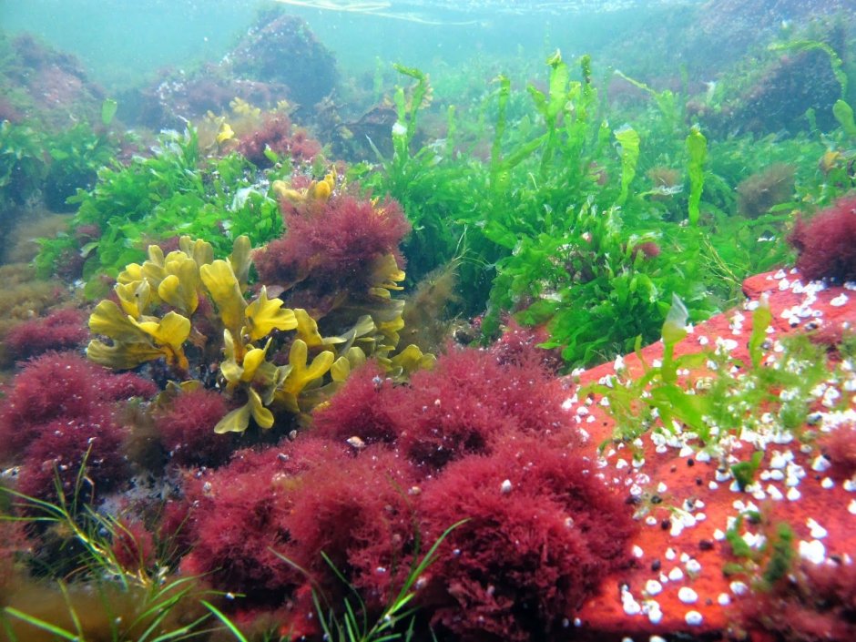 Растения Балтийского моря