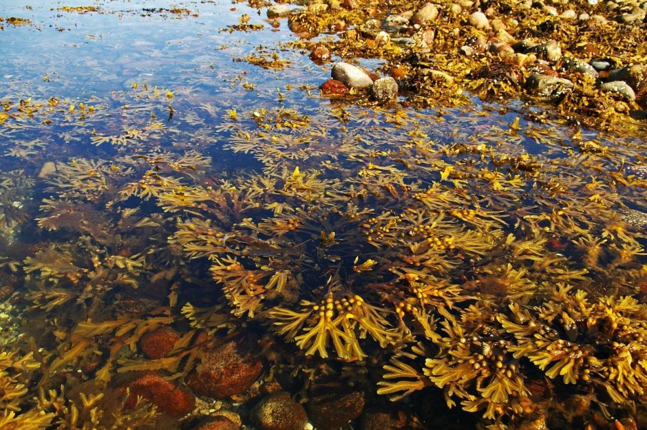Саргассово море водоросли саргассум
