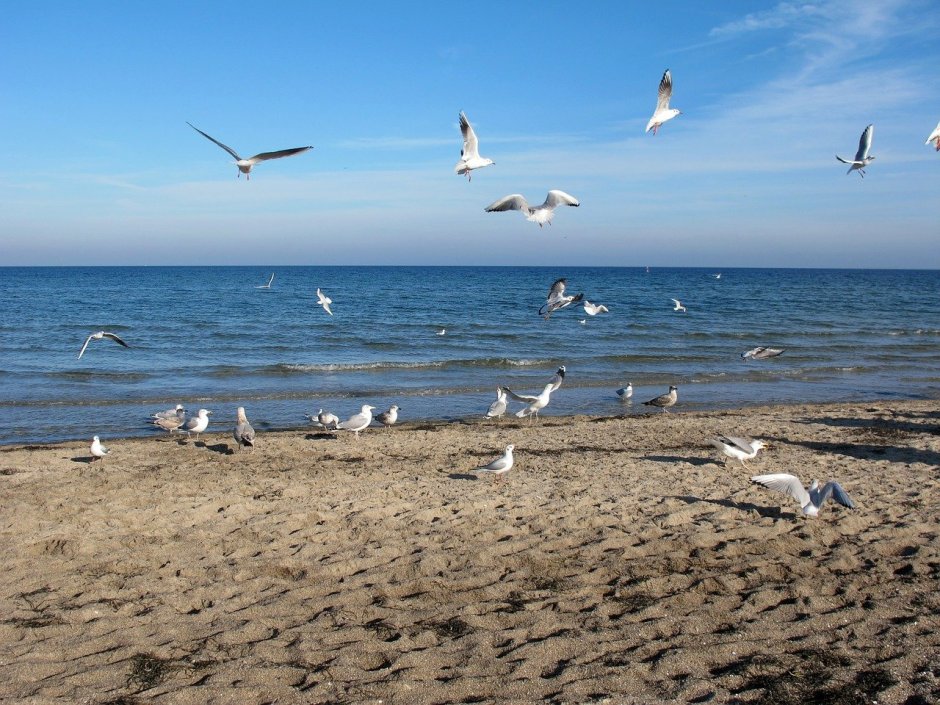 Альбатрос на Балтийском море