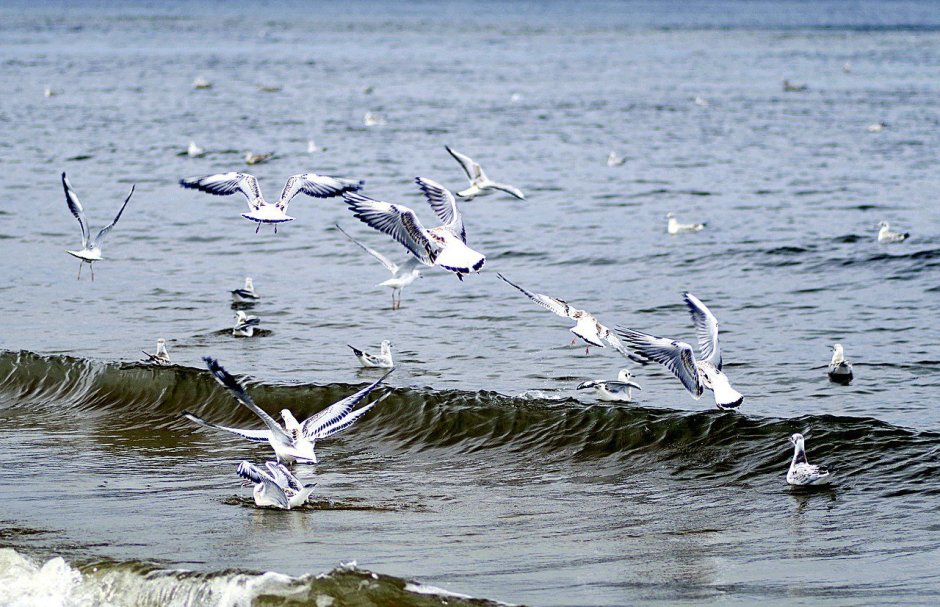 Чайка Балтийское море