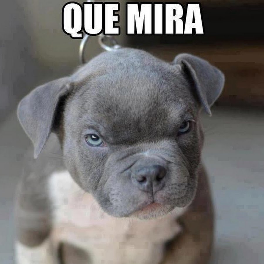 Аргентинский стаффордширский терьер