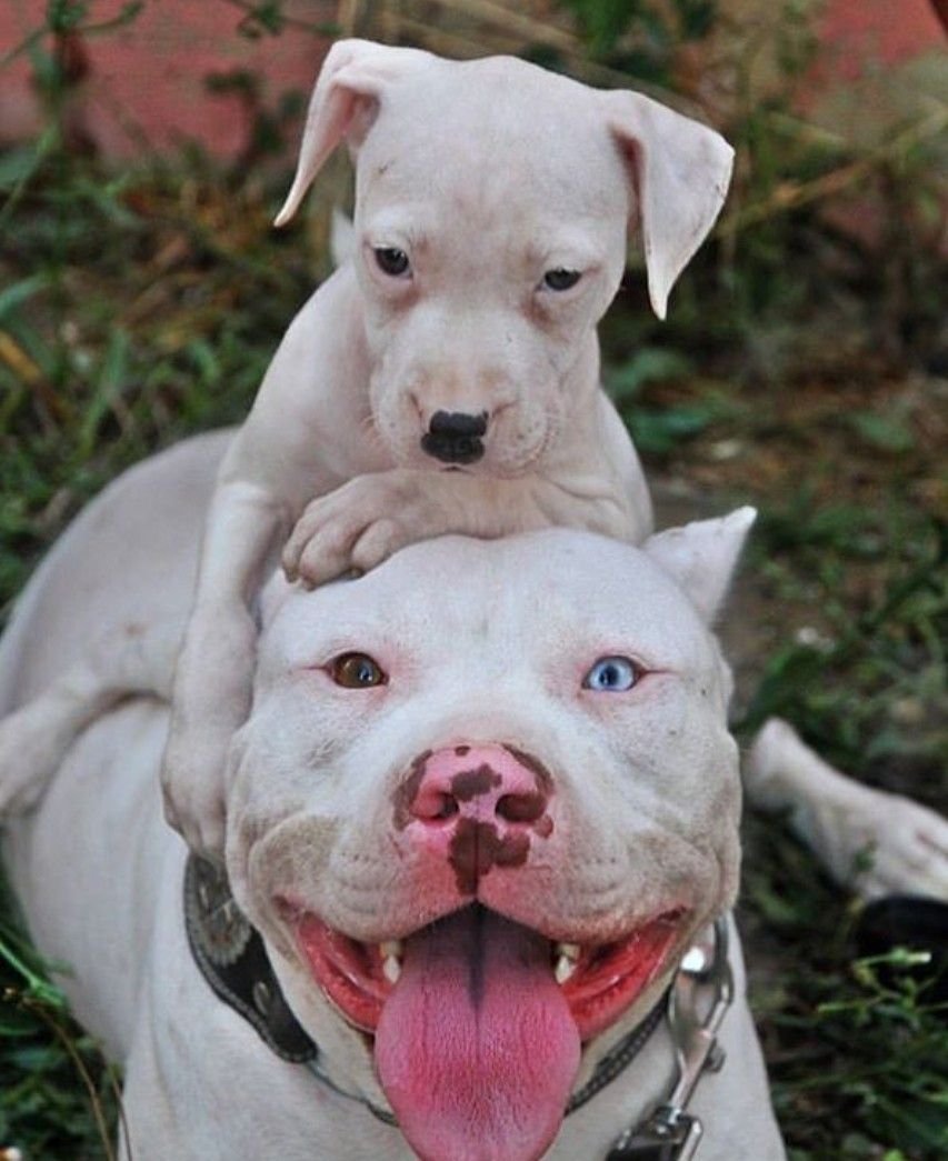 Американские булли, питбули