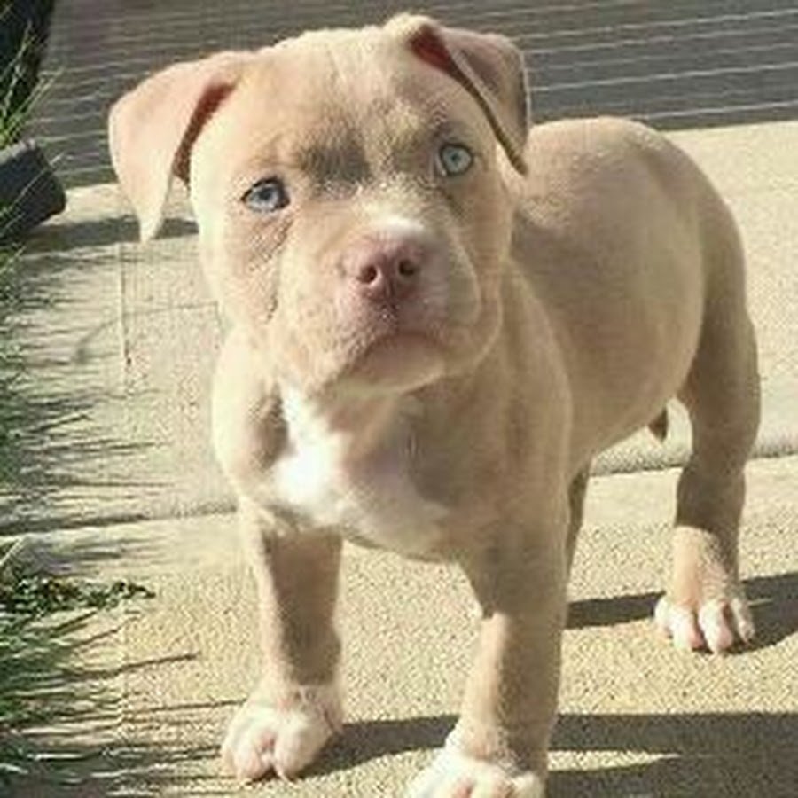 Стаффордширский терьер лиловый