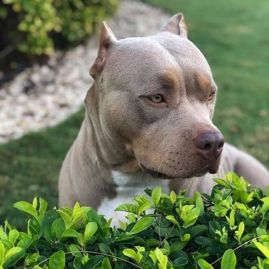 Питбуль американский питбультерьер