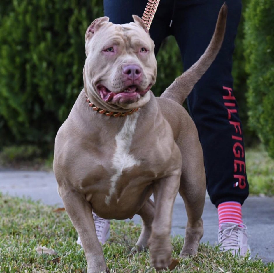 Американский булли XXL Атлет