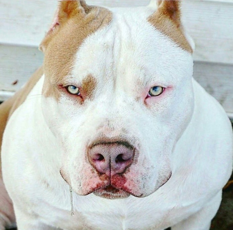 Бультерьер офник