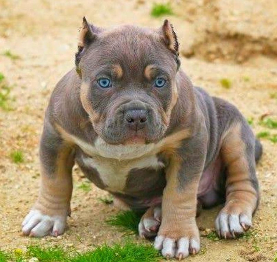 Американский булли покет лиловый