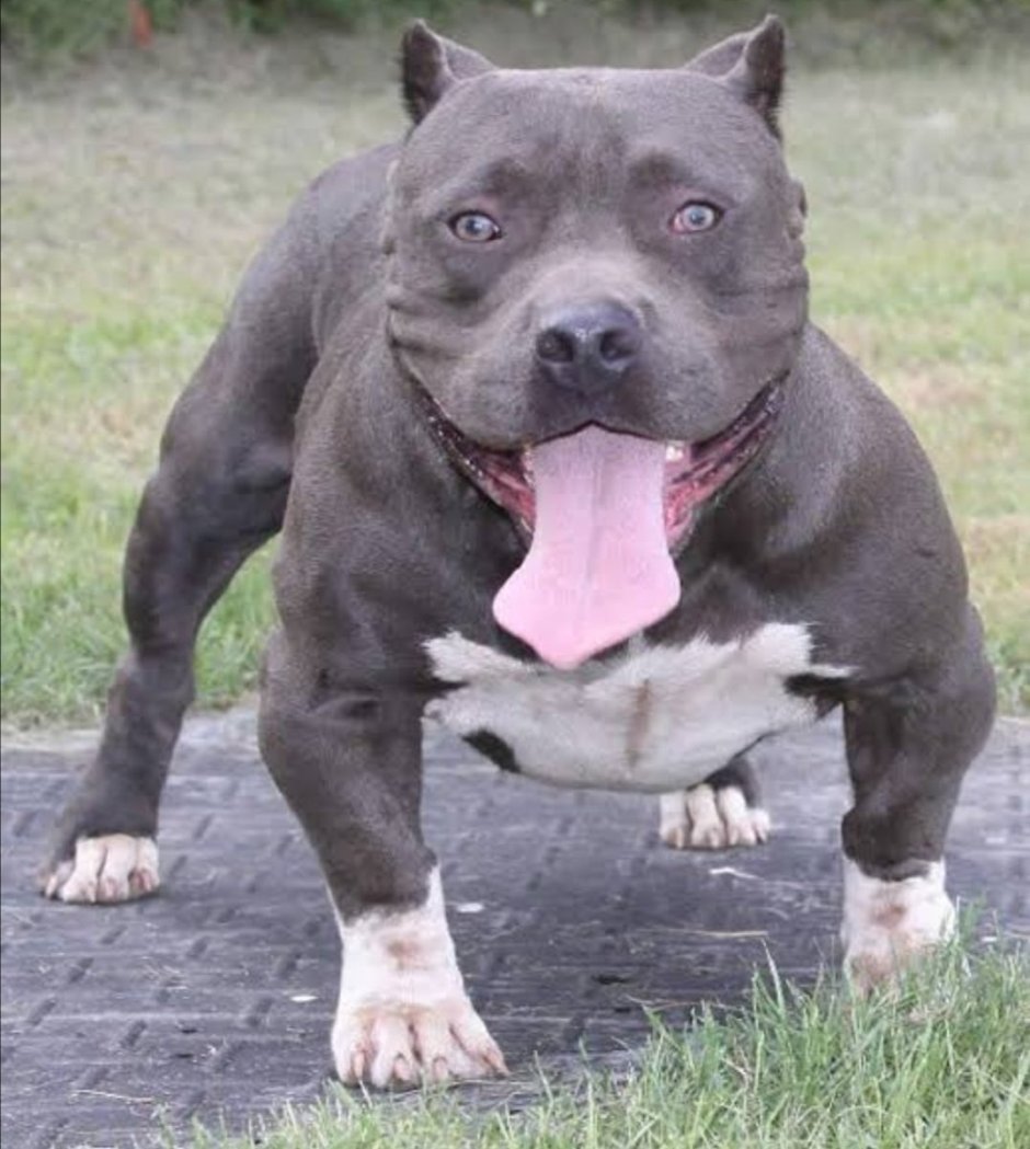 Стаффордширский бультерьер дымчатый