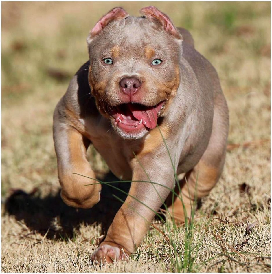 Черный американский булли стандарт