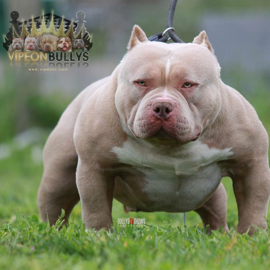 Лиловый питбуль