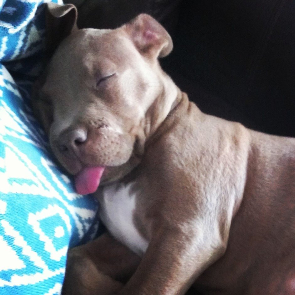 Американский питбуль Эстетика