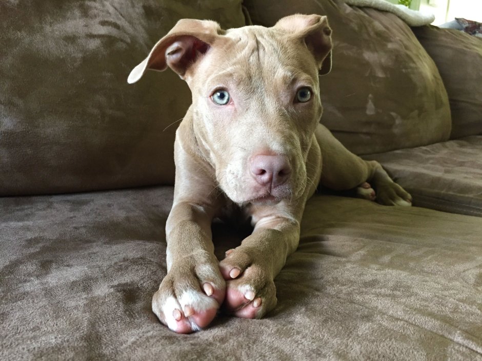 Бультерьер Fawn