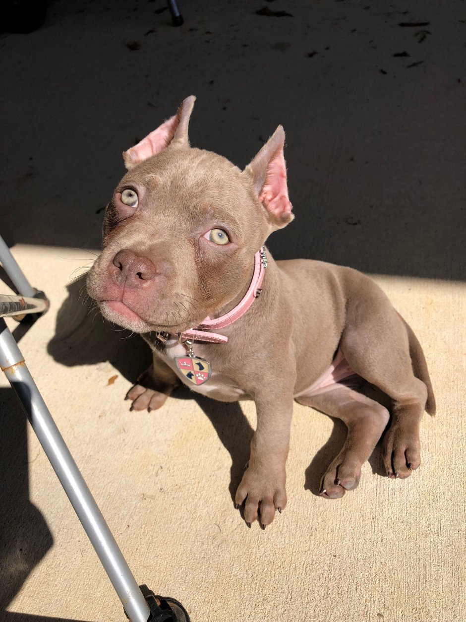 Американский булли шампань