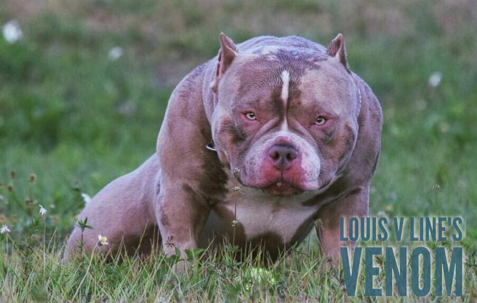 Американский булли злой