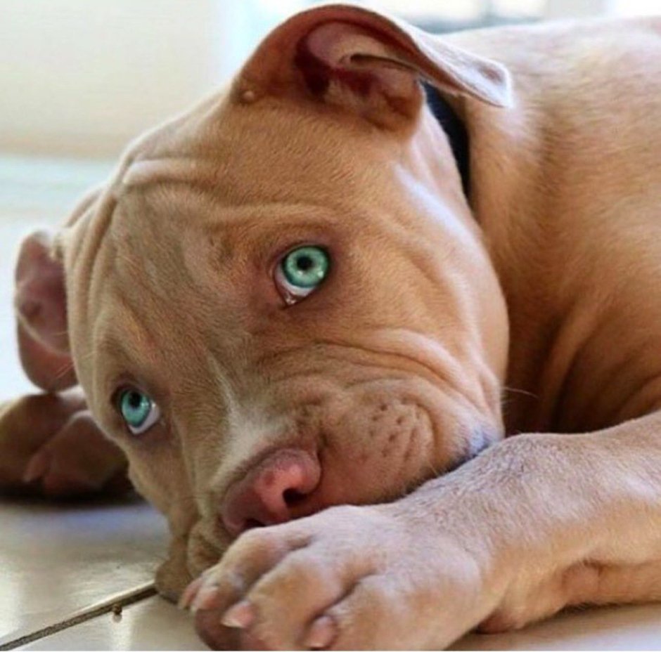 Ам Стаффорд альбинос