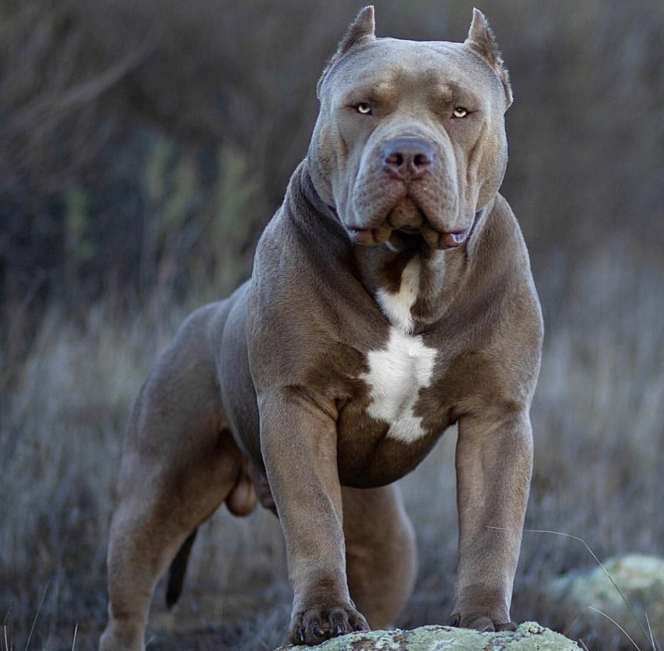 Американский булли экстрим