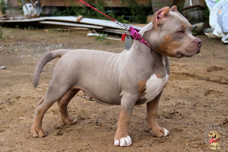 Одежда для питбулей