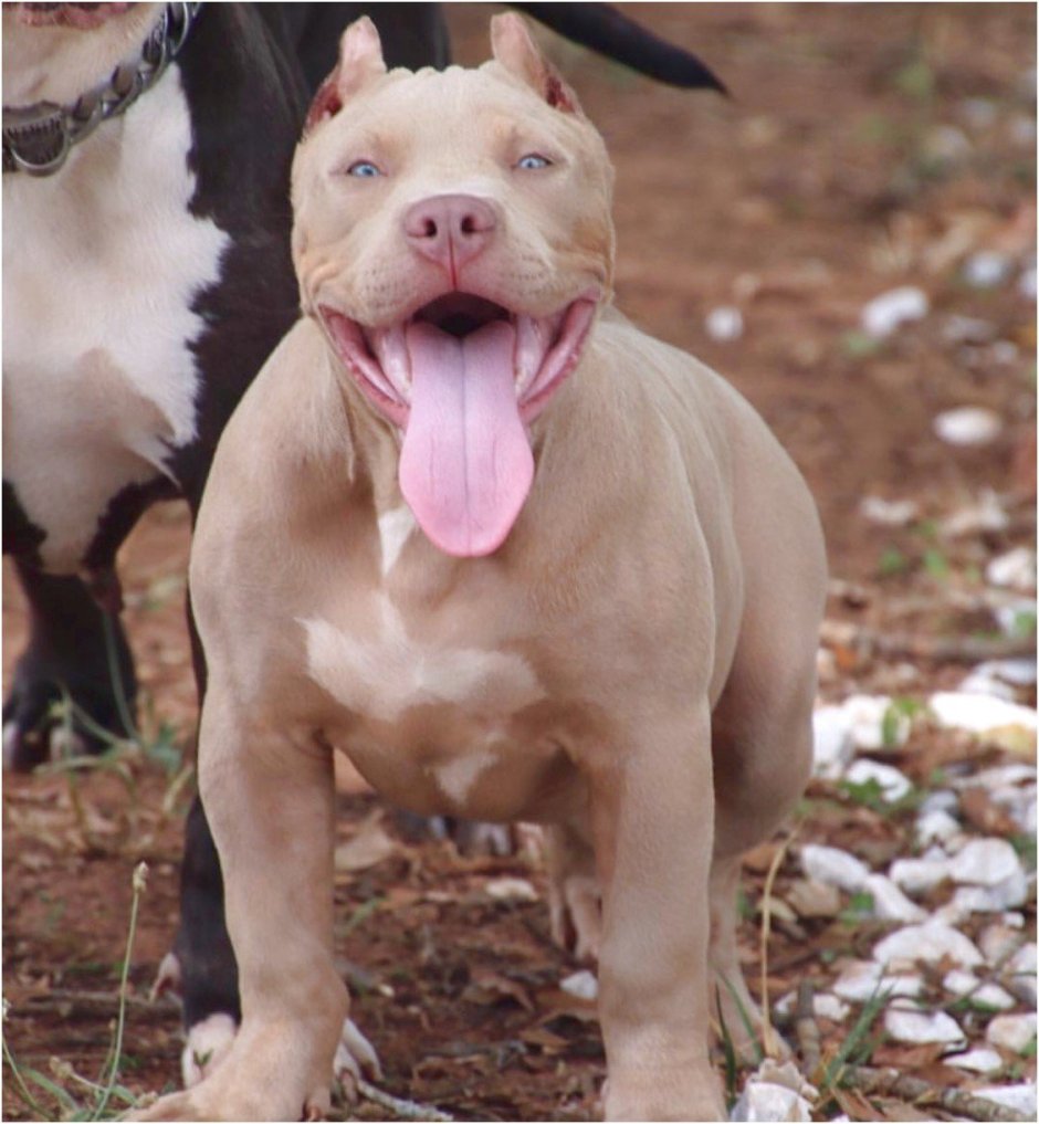 Американский булли