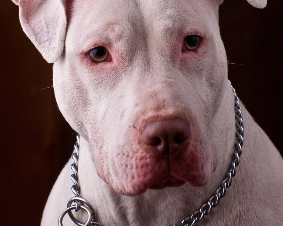 Питбуль Вест Коаст