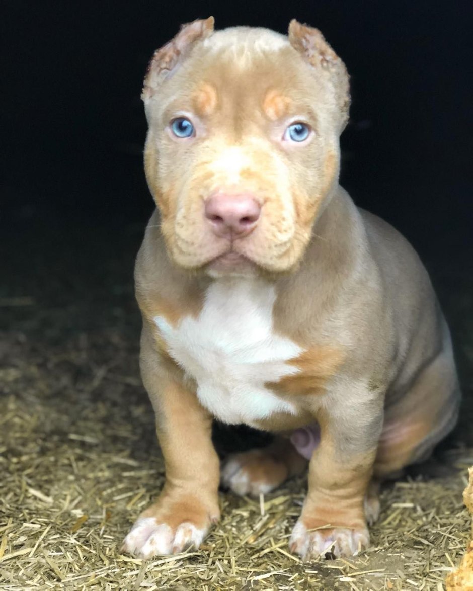 Питбуль с розой