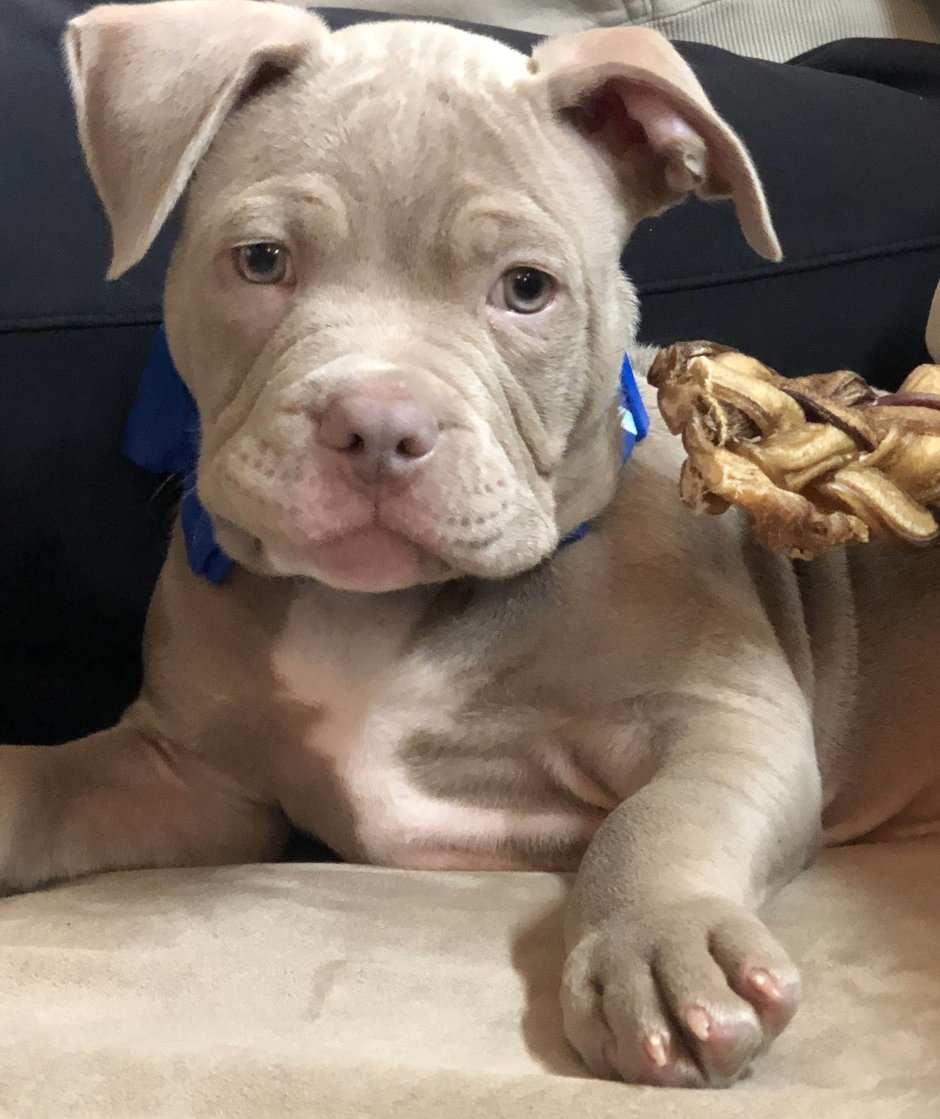 Собака американский булли