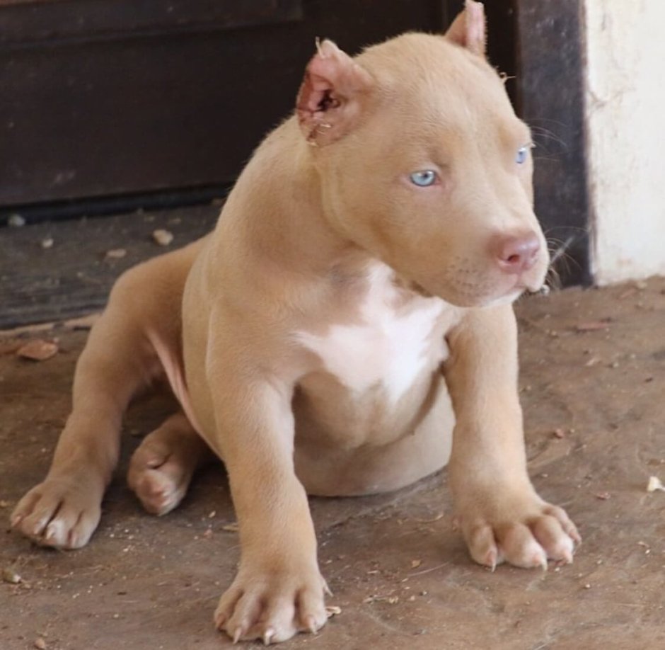 Бандог Халк