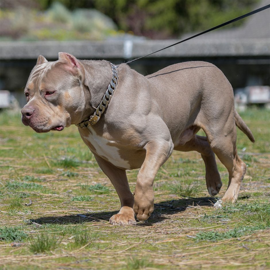 Собака американский питбультерьер