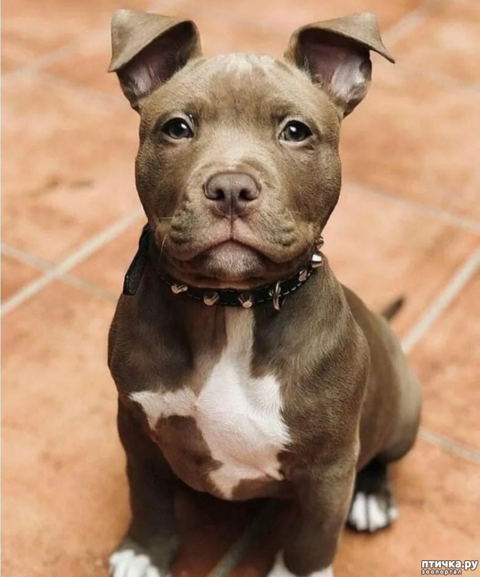 Американский булли щенок