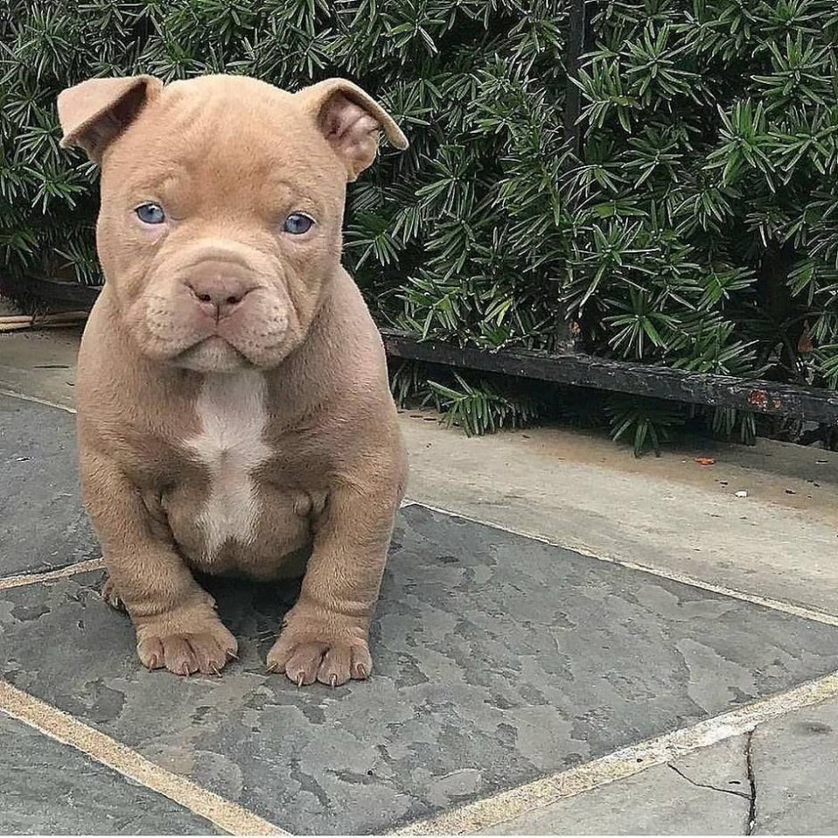 Собака-улыбака порода стафф