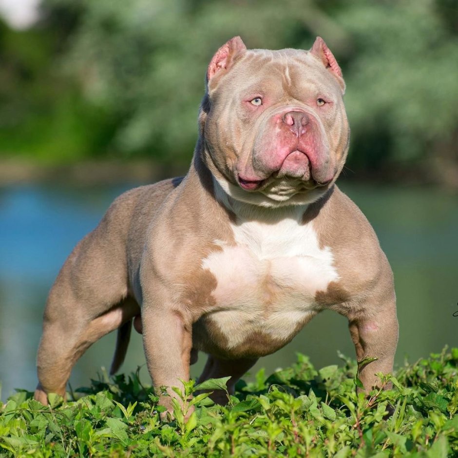 Стафф с цветами в зубах