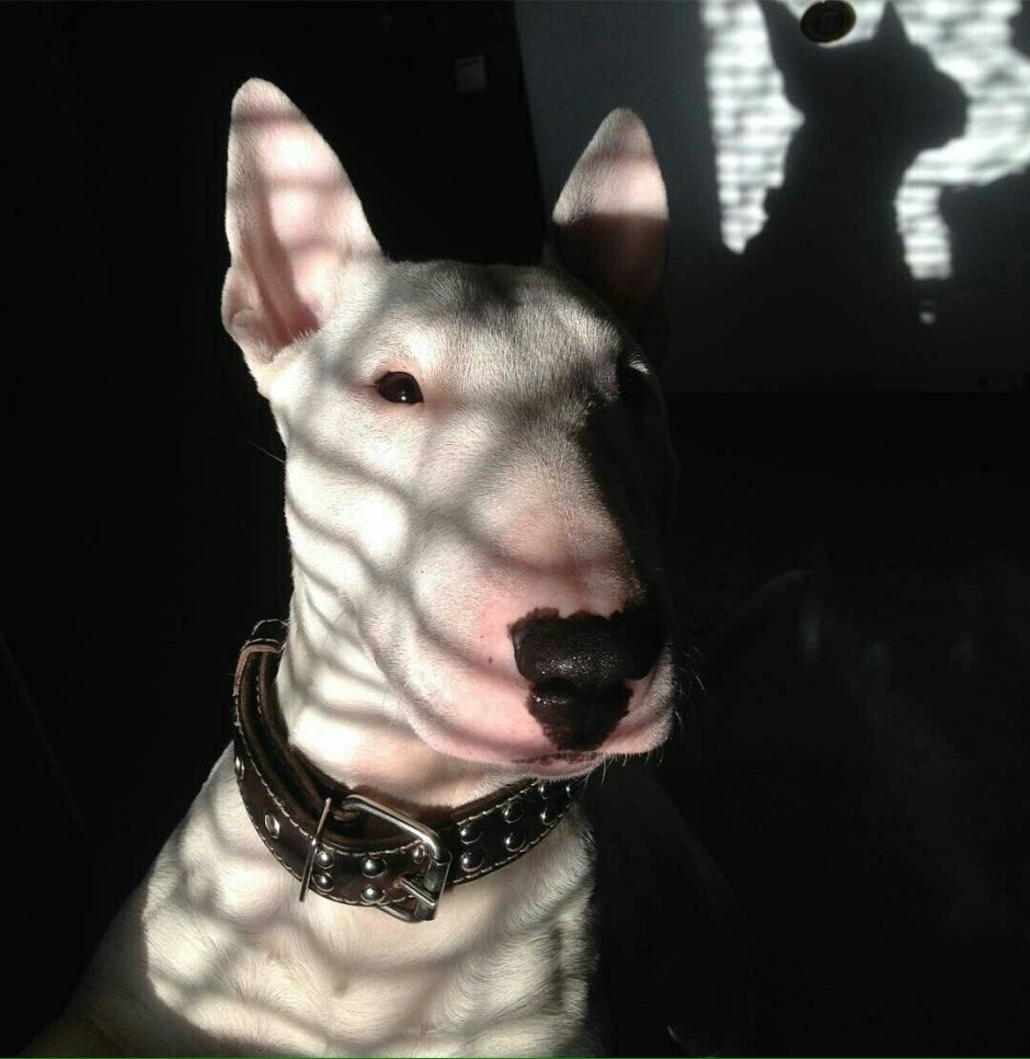 Американский булли покет лиловый