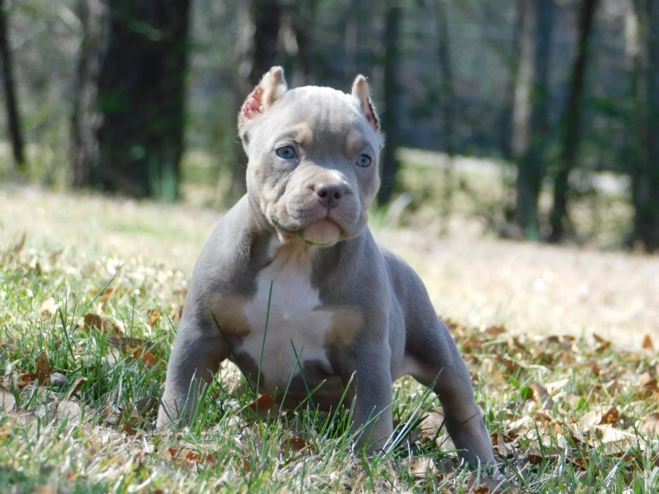 Питбуль лиловый окрас