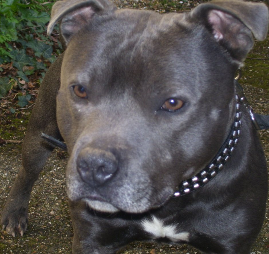 Стаффордширский бультерьер с голубыми глазами
