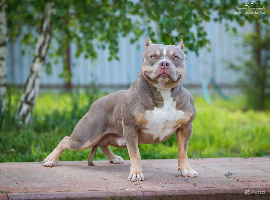Питбультерьер золотистый