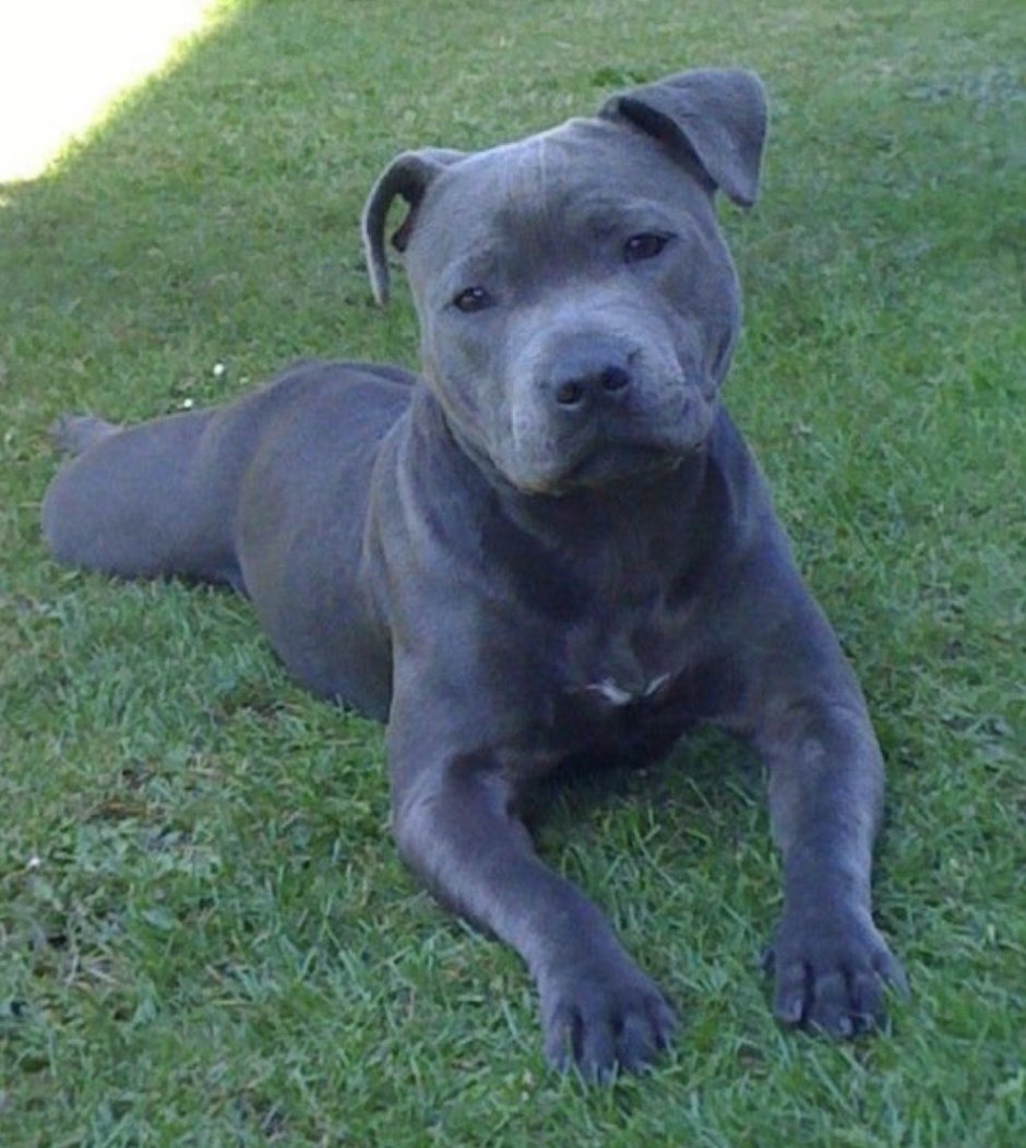 Американский стаффордширский булли