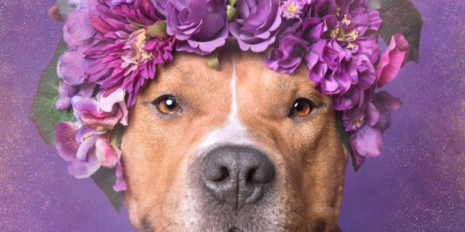 Питбультерьер ред ноуз