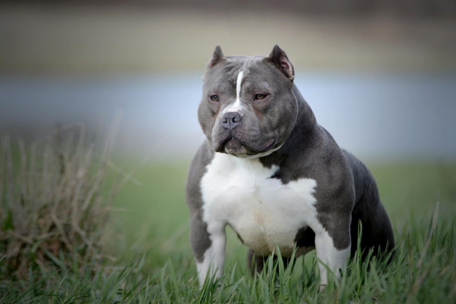 Стаффордширский терьер булли