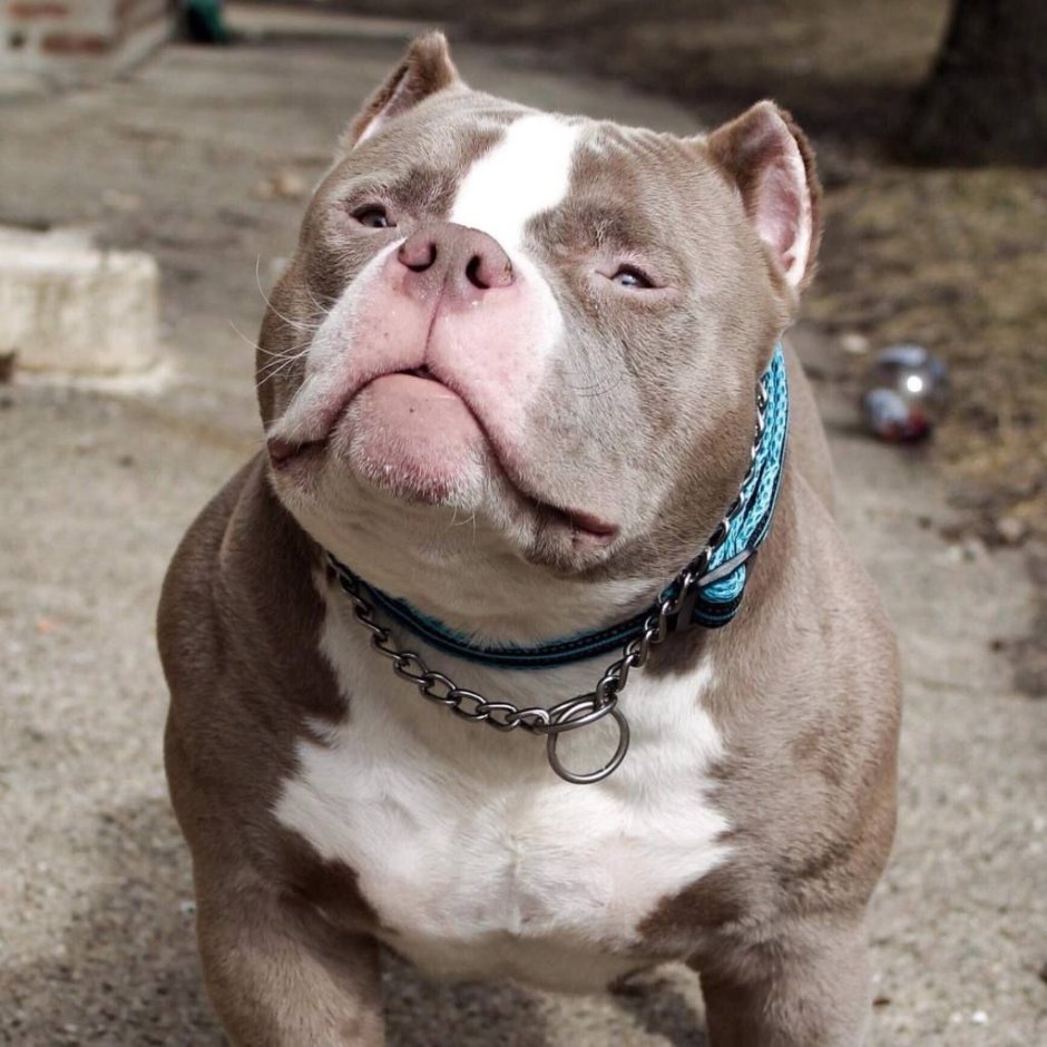 Ам булли порода собак